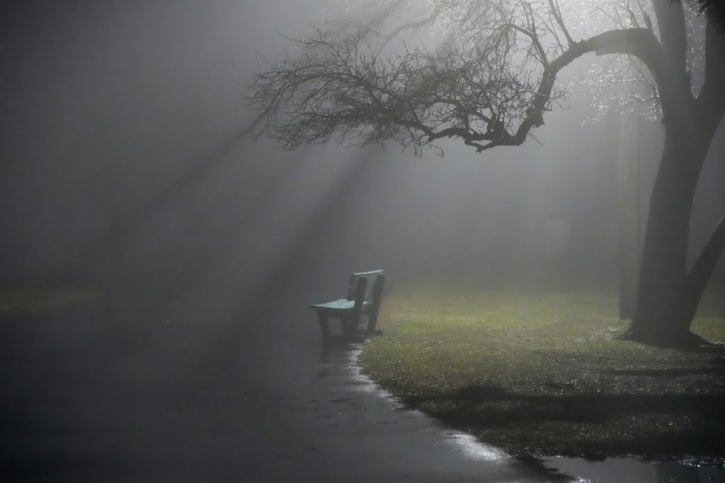 A foggy scene in a park with a lone bench under a tree, backlit by diffused light.